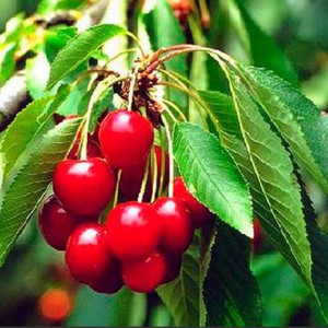 Черешня Берекет