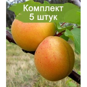 Комплект 5шт / Абрикос Дионис (обычный)