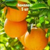 Комплект 5шт / Апельсин Верна: фото и описание