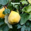 Комплект 5шт / Айва грушевидная Буйнакская крупноплодная: фото и описание