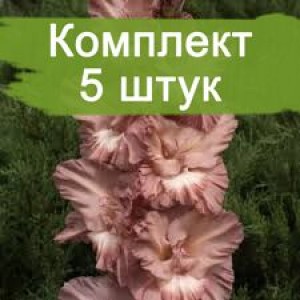 Комплект 5шт / Гладиолус Шоколадница