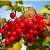 Комплект 5шт / Калина Красная Гроздь: фото и описание