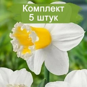 Комплект 5шт / Нарцисс Шуга Диппед (белый)