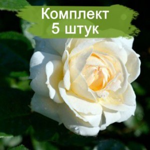 Комплект 5шт / Роза Монд Жарден (плетистая)