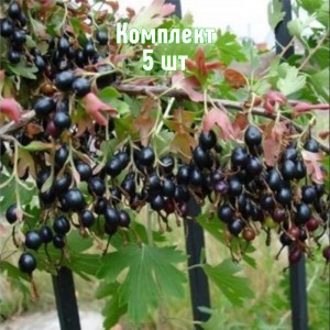 Комплект 5шт / Смородина золотистая Венера