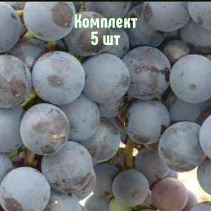Комплект 5шт / Виноград Джеват Кара