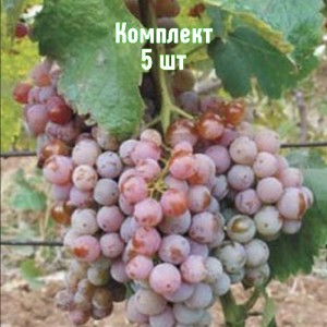 Комплект 5шт / Виноград Гюляби дагестанский