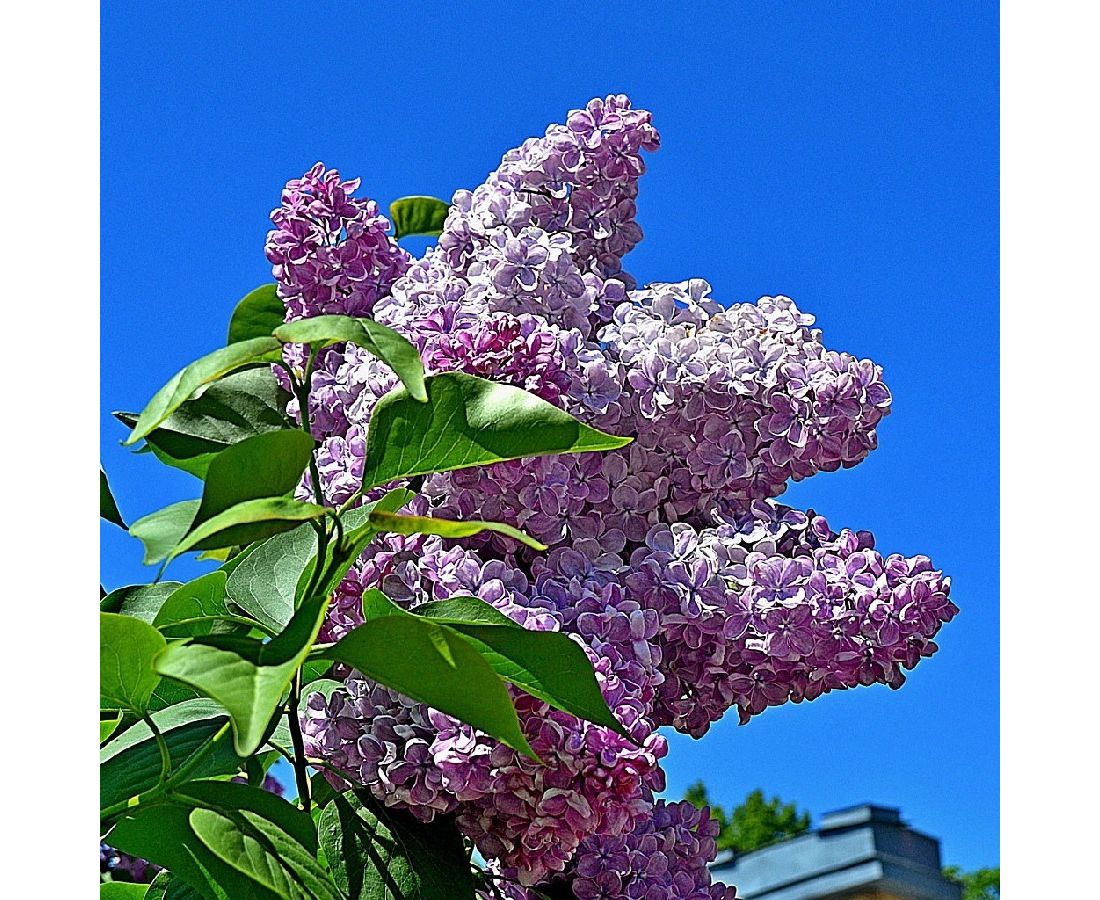 Сирень фото и описание. Сирень обыкновенная (Syringa vulgaris). Сирень обыкновенная мечта. Сирень обыкновенная Сенсейшн. Сирень обыкновенная Свитязанка.